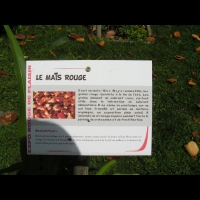 Mais rouge, Zea mays (1)